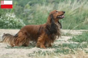 Read more about the article Dachshund breeders and puppies in Utrecht