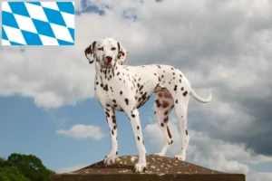 Read more about the article Dalmatian breeders and puppies in Bavaria