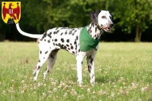 Read more about the article Dalmatian breeders and puppies in Burgenland