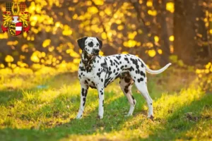 Read more about the article Dalmatian breeders and puppies in Carinthia