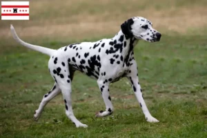 Read more about the article Dalmatian breeders and puppies in Drenthe