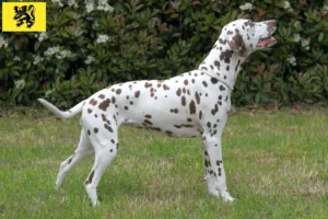 Read more about the article Dalmatian breeders and puppies in Flanders