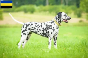 Read more about the article Dalmatian breeders and puppies in Gelderland