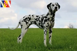 Read more about the article Dalmatian breeders and puppies in Grand Est