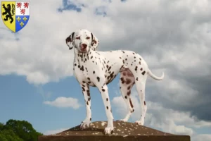 Read more about the article Dalmatian breeders and puppies in Hauts-de-France