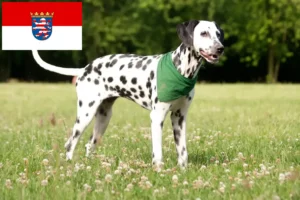 Read more about the article Dalmatian breeders and puppies in Hessen