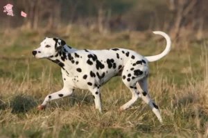 Read more about the article Dalmatian breeders and puppies in Hovedstaden