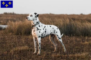 Read more about the article Dalmatian breeders and puppies in Île-de-France