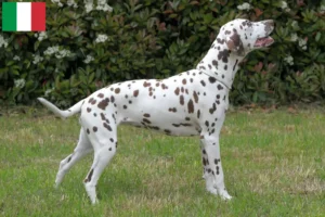 Read more about the article Dalmatian breeders and puppies in Italy