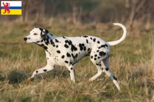 Read more about the article Dalmatian breeders and puppies in Limburg