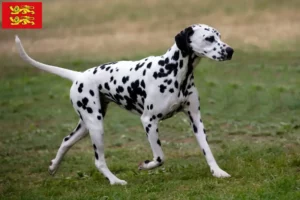 Read more about the article Dalmatian breeders and puppies in Normandy