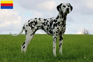 Read more about the article Dalmatian breeders and puppies in North Holland