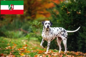 Read more about the article Dalmatian breeders and puppies in North Rhine-Westphalia