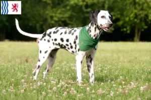 Read more about the article Dalmatian breeders and puppies in Nouvelle-Aquitaine