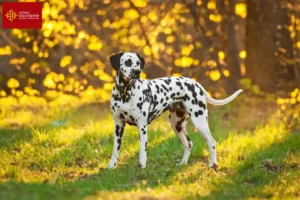 Read more about the article Dalmatian breeders and puppies in Occitania