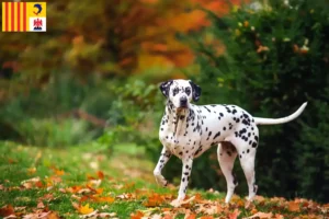 Read more about the article Dalmatian breeders and puppies in Provence-Alpes-Côte d’Azur