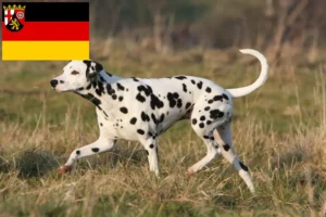 Read more about the article Dalmatian breeders and puppies in Rhineland-Palatinate