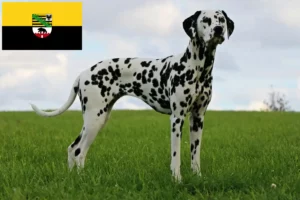 Read more about the article Dalmatian breeders and puppies in Saxony-Anhalt