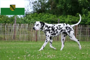 Read more about the article Dalmatian breeders and puppies in Saxony