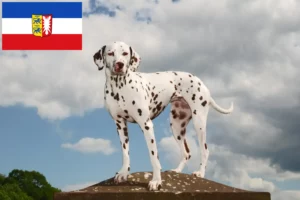 Read more about the article Dalmatian breeders and puppies in Schleswig-Holstein