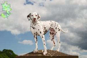 Read more about the article Dalmatian breeders and puppies in Sjælland