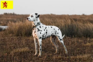 Read more about the article Dalmatian breeders and puppies in South Holland