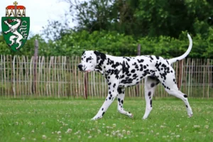 Read more about the article Dalmatian breeders and puppies in Styria