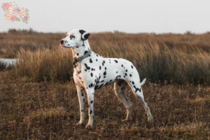 Read more about the article Dalmatian breeders and puppies in Syddanmark