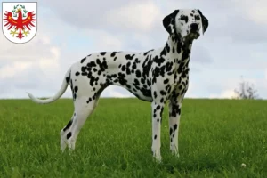 Read more about the article Dalmatian breeders and puppies in Tyrol