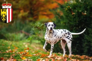 Read more about the article Dalmatian breeders and puppies in Upper Austria