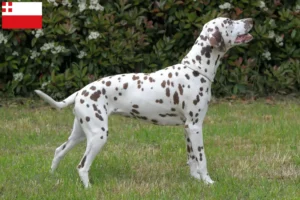 Read more about the article Dalmatian breeders and puppies in Utrecht