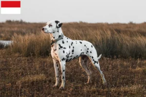 Read more about the article Dalmatian breeders and puppies in Vienna