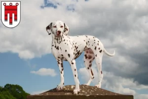 Read more about the article Dalmatian breeders and puppies in Vorarlberg