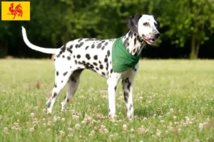 Read more about the article Dalmatian breeders and puppies in Walloon Region