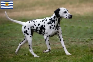 Read more about the article Dalmatian breeders and puppies in Zeeland