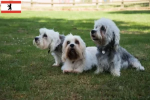 Read more about the article Dandie Dinmont Terrier breeders and puppies in Berlin