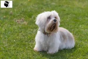 Read more about the article Dandie Dinmont Terrier breeders and puppies in Corsica