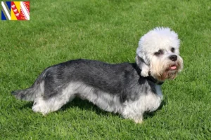 Read more about the article Dandie Dinmont Terrier breeders and puppies in Grand Est