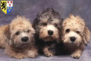 Read more about the article Dandie Dinmont Terrier breeders and puppies in Hauts-de-France