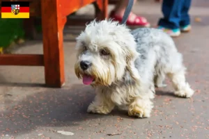 Read more about the article Dandie Dinmont Terrier breeders and puppies in Saarland