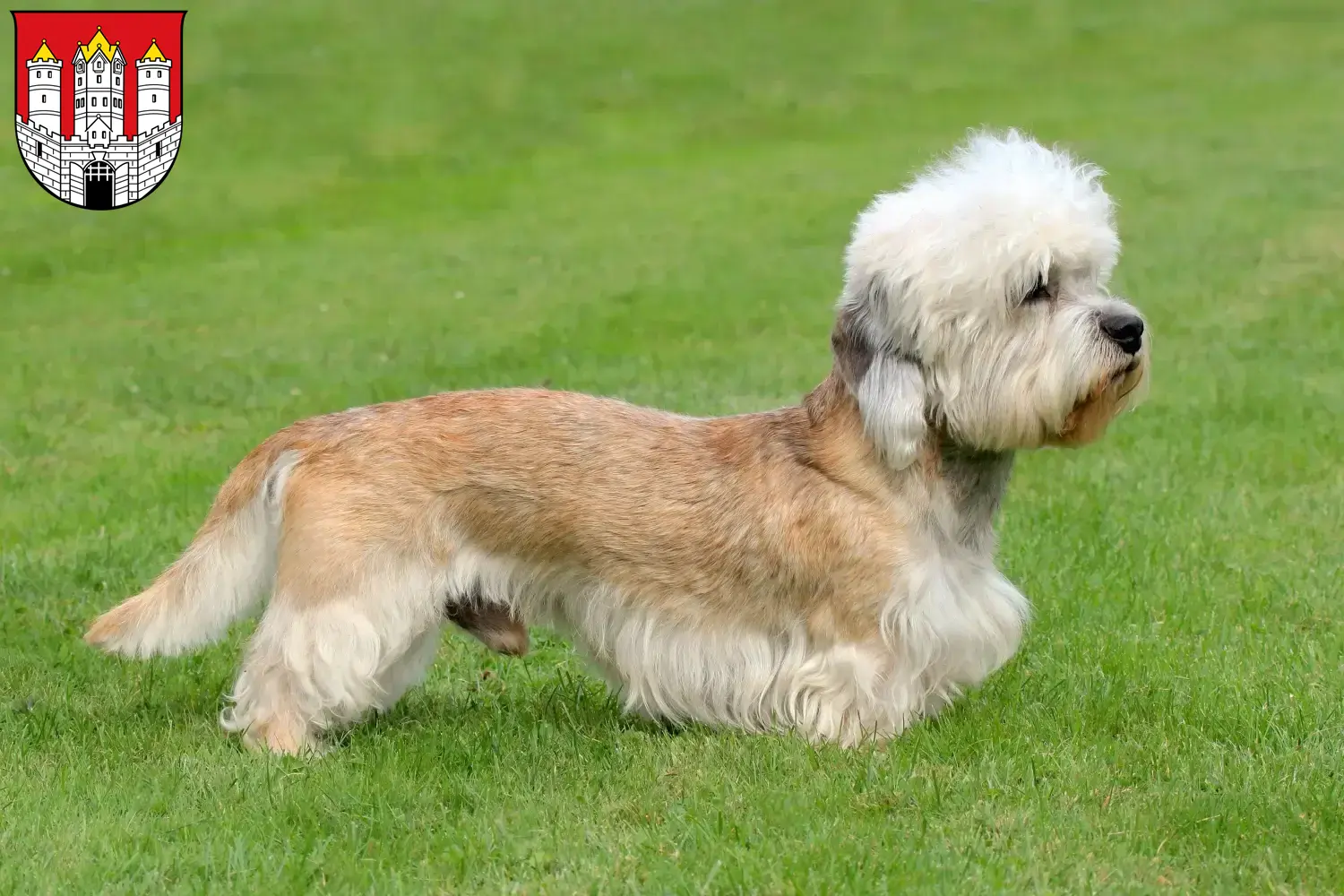 Read more about the article Dandie Dinmont Terrier breeders and puppies in Salzburg