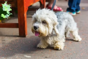 Read more about the article Dandie Dinmont Terrier breeders and puppies in Sjælland