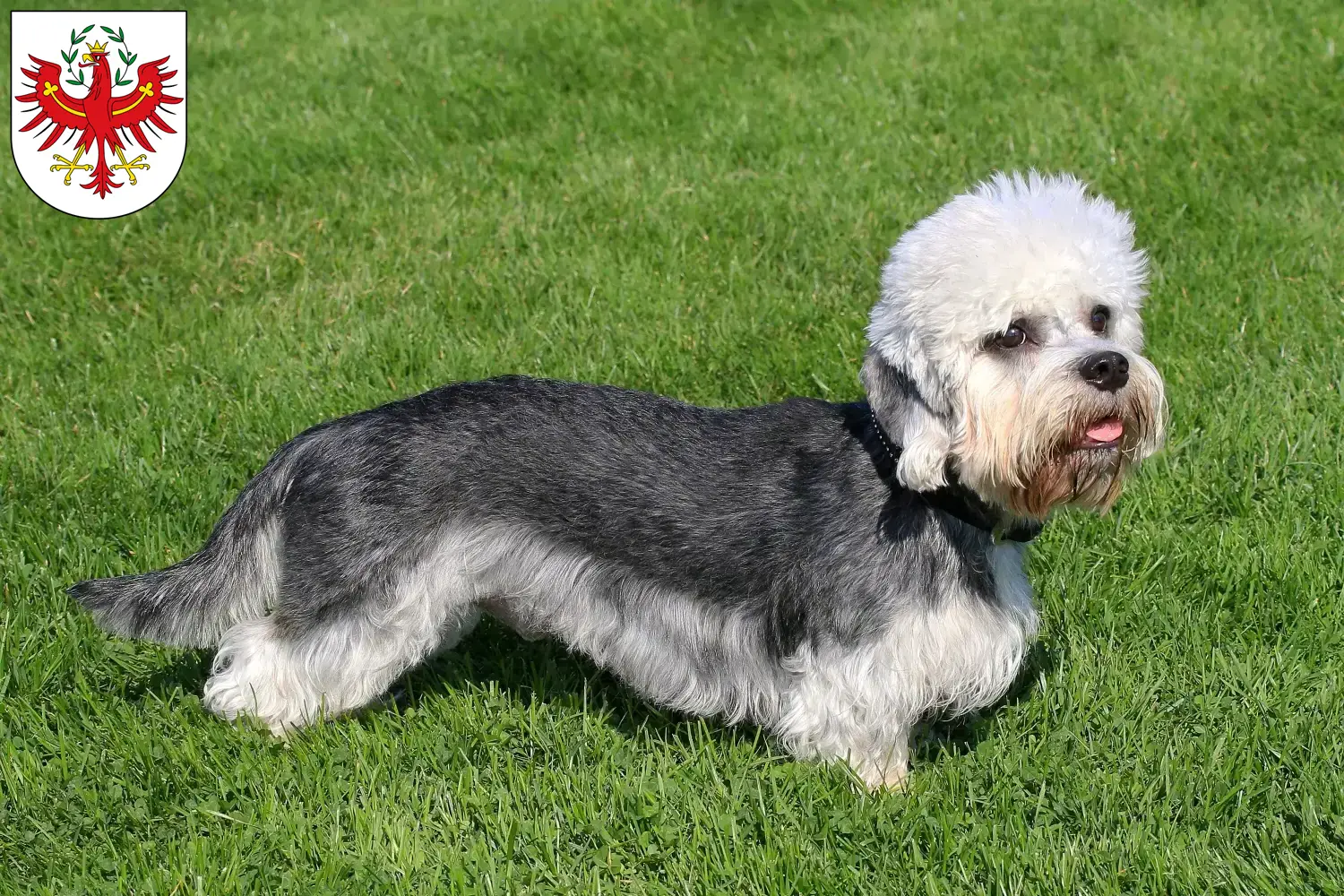 Read more about the article Dandie Dinmont Terrier breeders and puppies in Tyrol