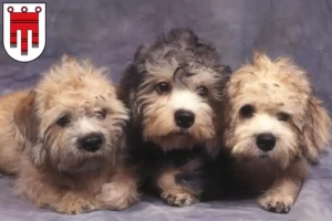 Read more about the article Dandie Dinmont Terrier breeders and puppies in Vorarlberg