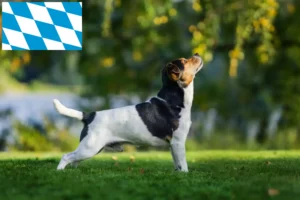 Read more about the article Danish-Swedish Farmdog breeders and puppies in Bavaria