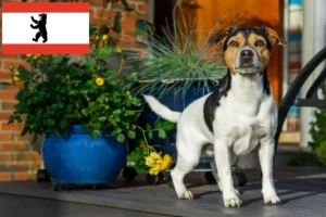 Read more about the article Danish-Swedish Farmdog breeders and puppies in Berlin