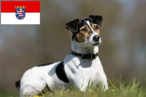 Read more about the article Danish-Swedish Farmdog breeders and puppies in Hessen
