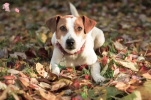 Read more about the article Danish-Swedish Farmdog breeder and puppies in Hovedstaden