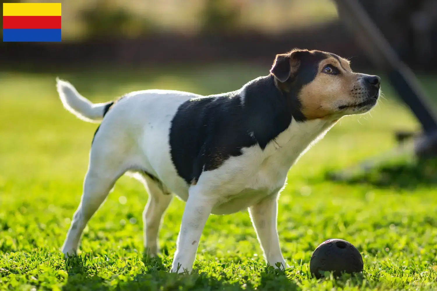 Read more about the article Danish-Swedish Farmdog breeders and puppies in North Holland