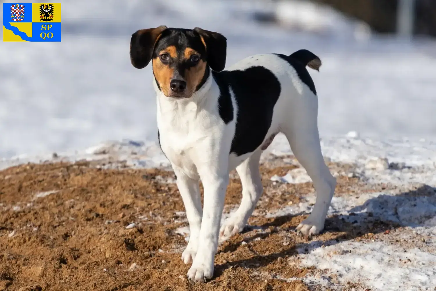 Read more about the article Danish-Swedish Farmdog breeders and puppies in Olomouc